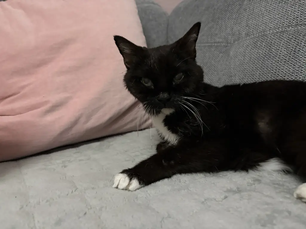 Bild von Sheila