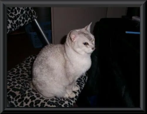 Image from mein Engel Ninni