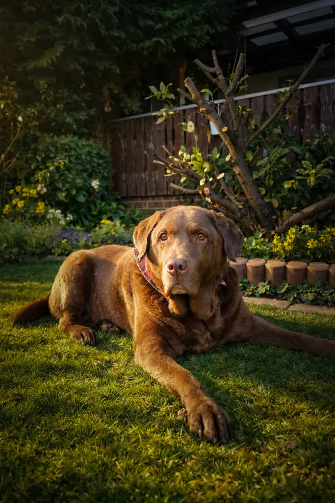 Andachtsbild von Frauchen vom Dobby Dobbert