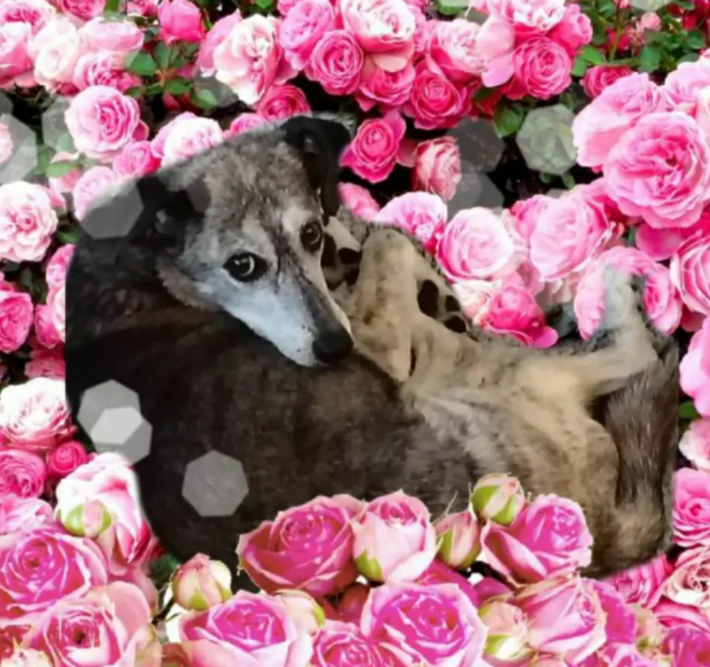 Condolence image of Oma Gudrun