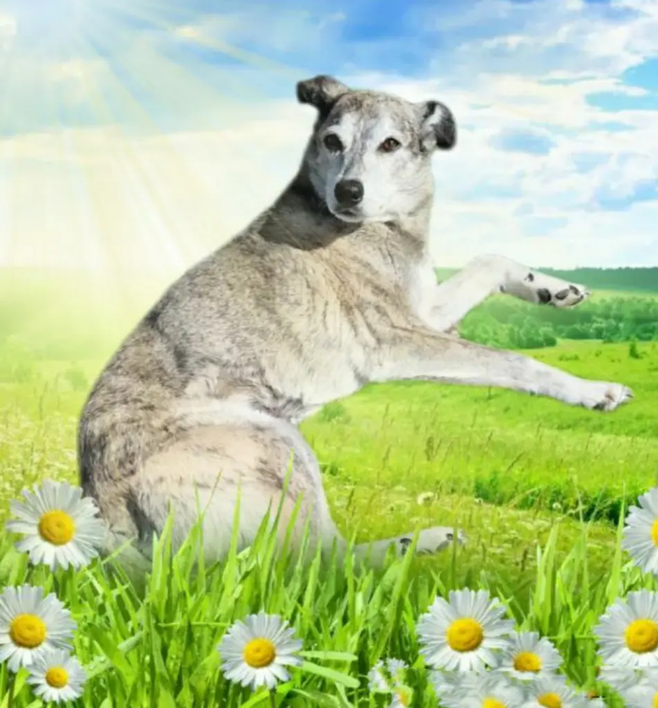 Condolence image of Oma Gudrun