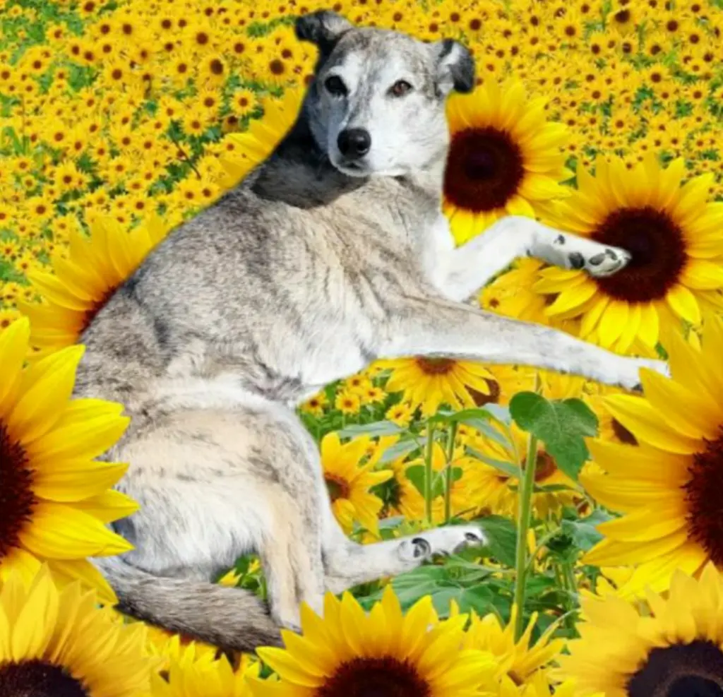 Condolence image of Oma Gudrun