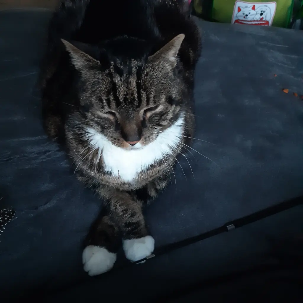 Meine kleine Diva