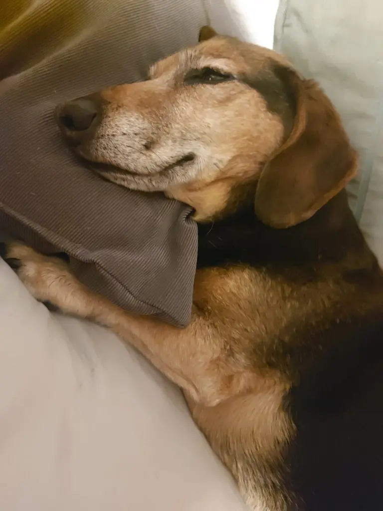 Image from Bille (Rüde)