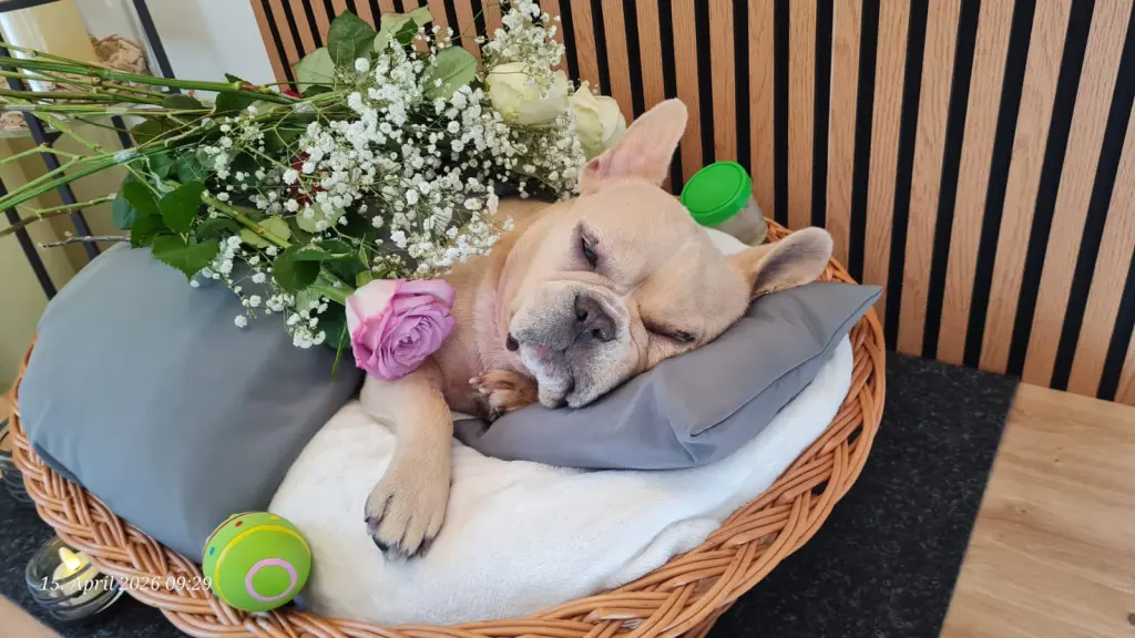 Bild von Buddy