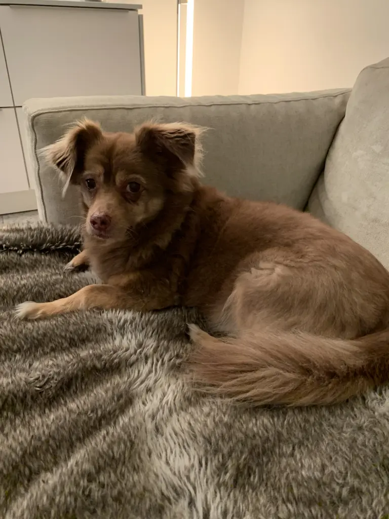 Bild von Coco