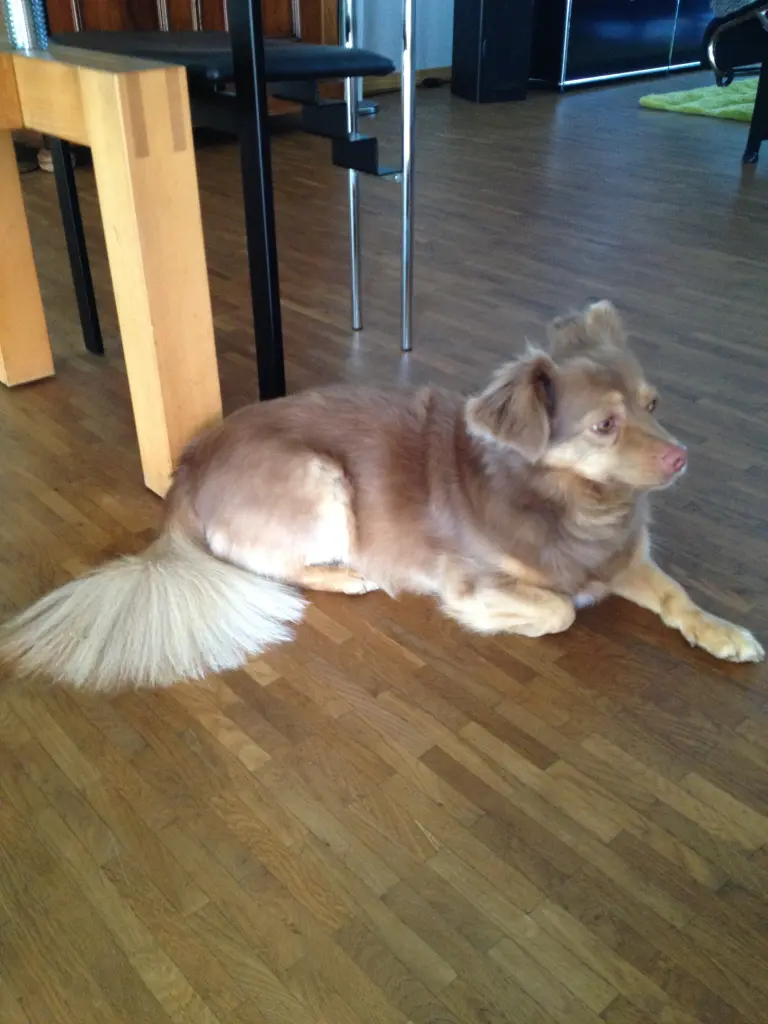 Image from Coco