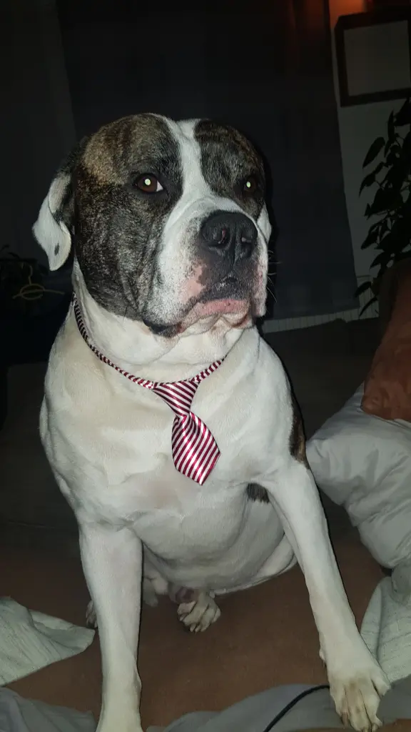 Bild von Aslan