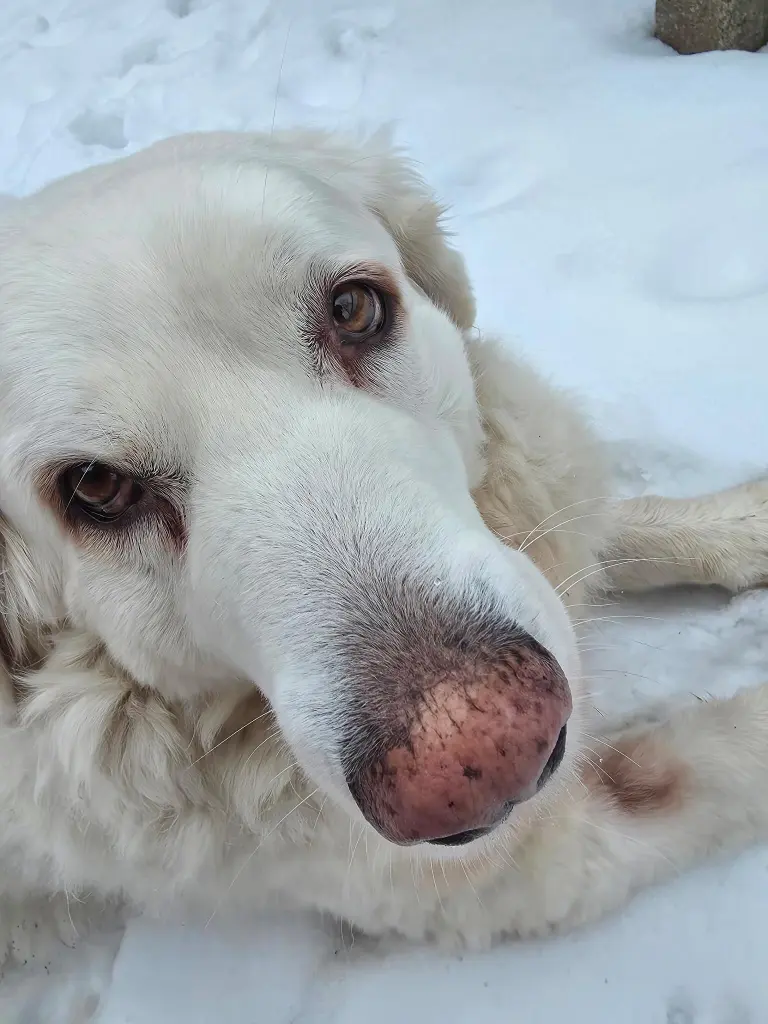 Weißer Hund auf weißem Grund.