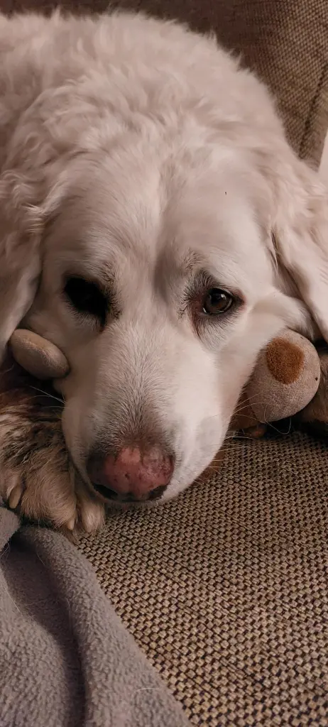 Bella protec (ihr Lieblingsspielzeug).