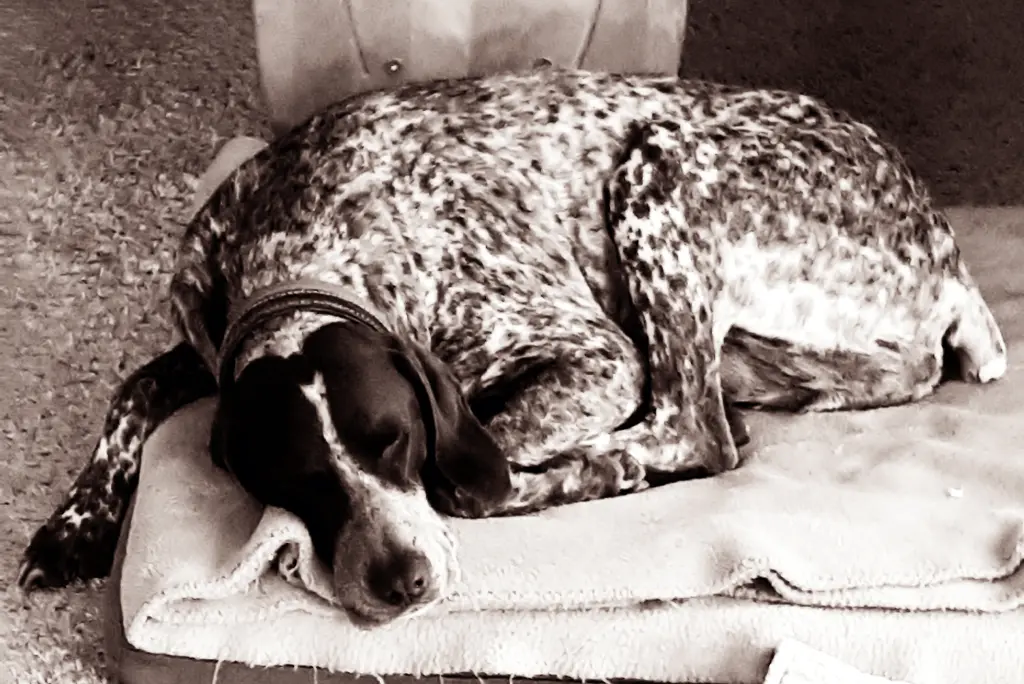 Bild von Henry