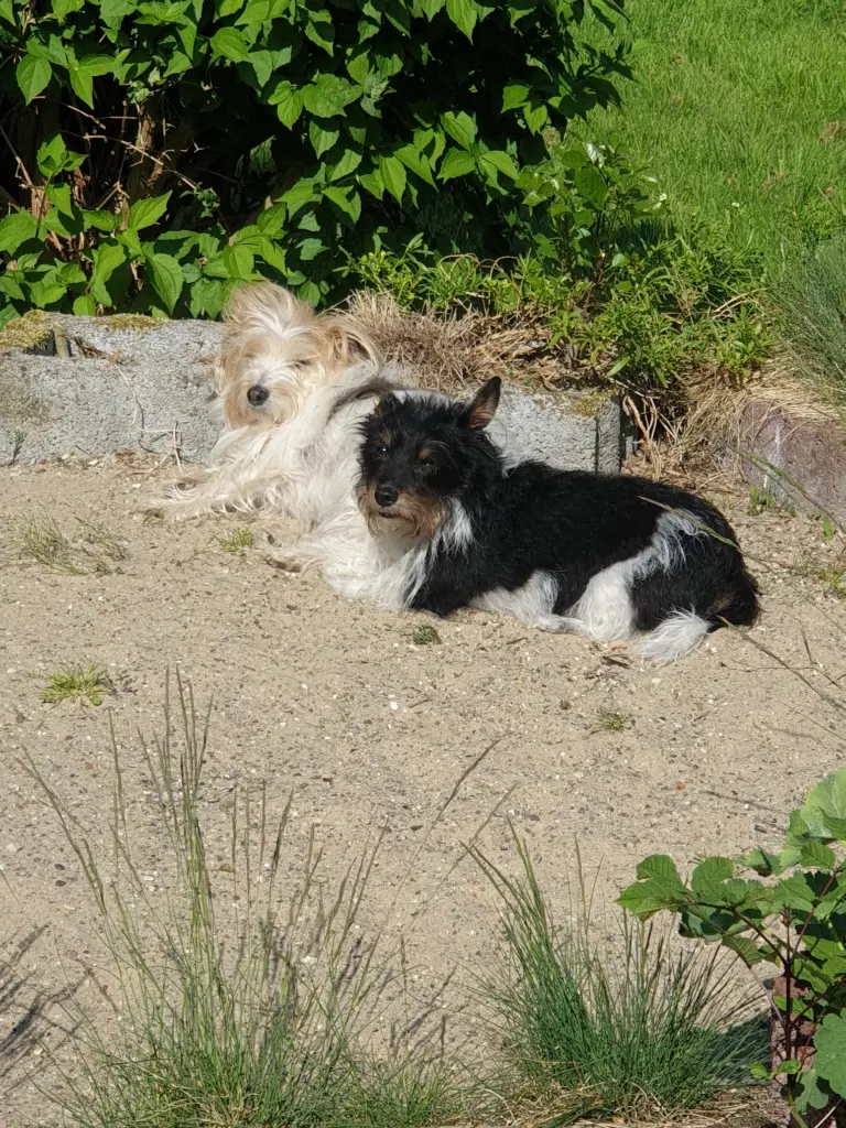 Bild von Hugo