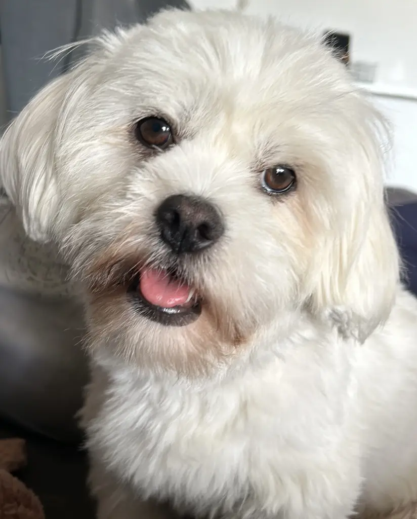 Condolence image of Mone