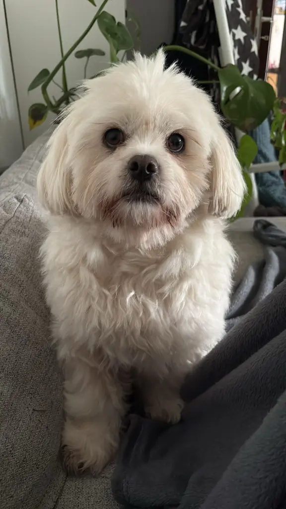 Gismo unser Seelenhund 🐾