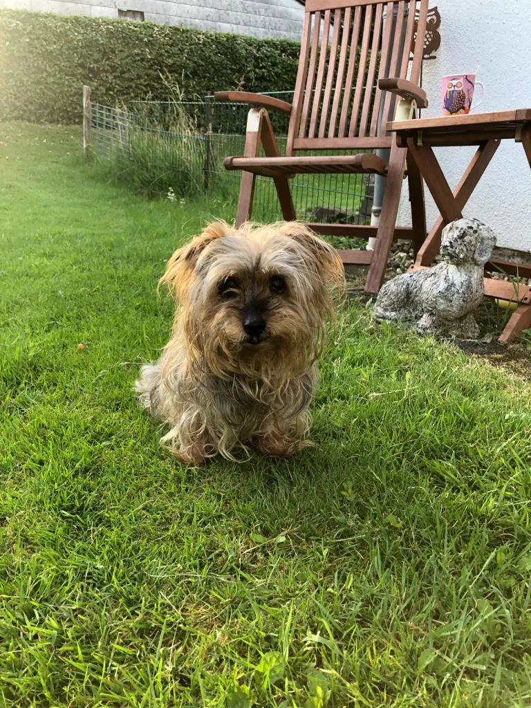 Condolence image of Lulu