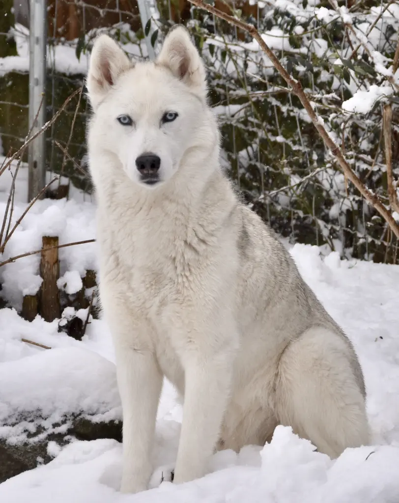 Image from Lesharo ♥️ Eisbär♥️