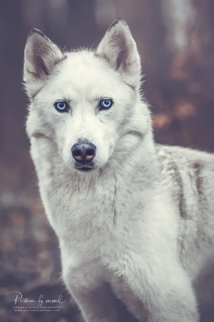 Bild von Lesharo ♥️ Eisbär♥️
