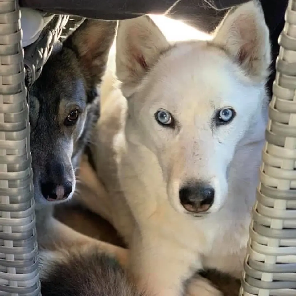 Bild von Lesharo ♥️ Eisbär♥️