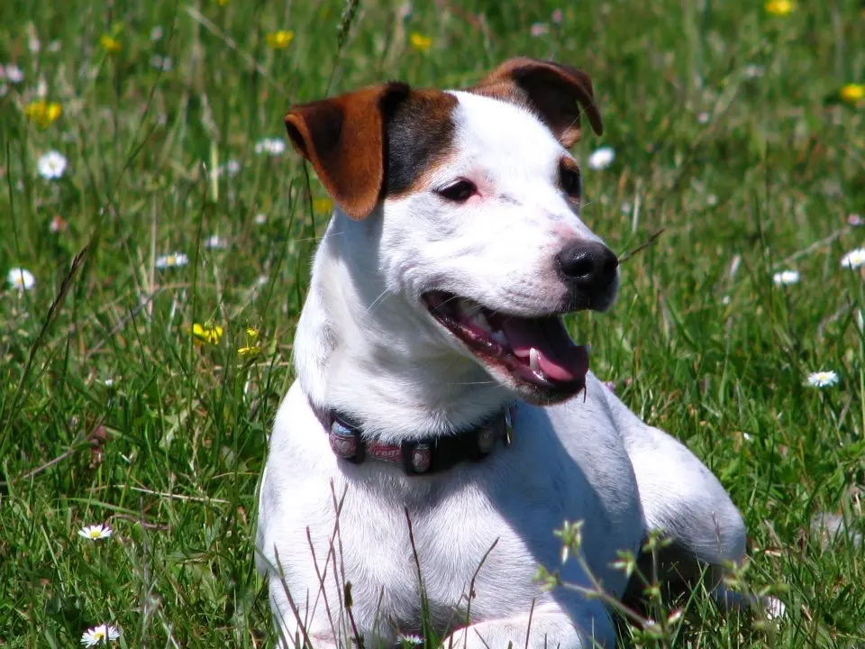 Bild von Stella