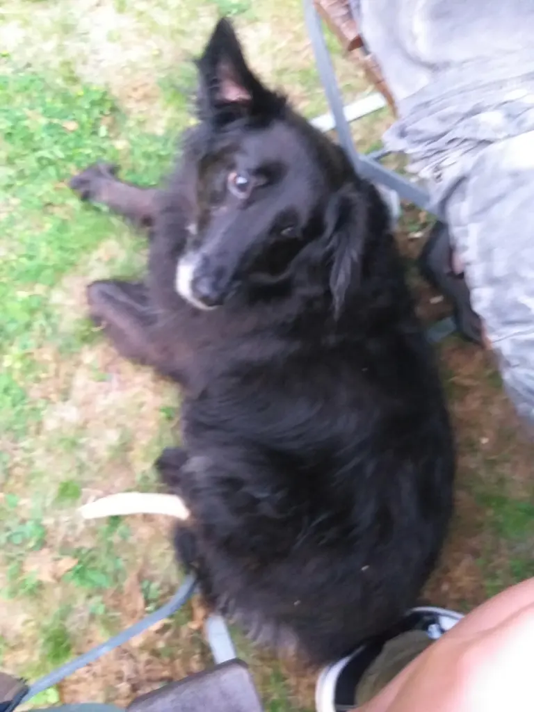 Bild von Chili