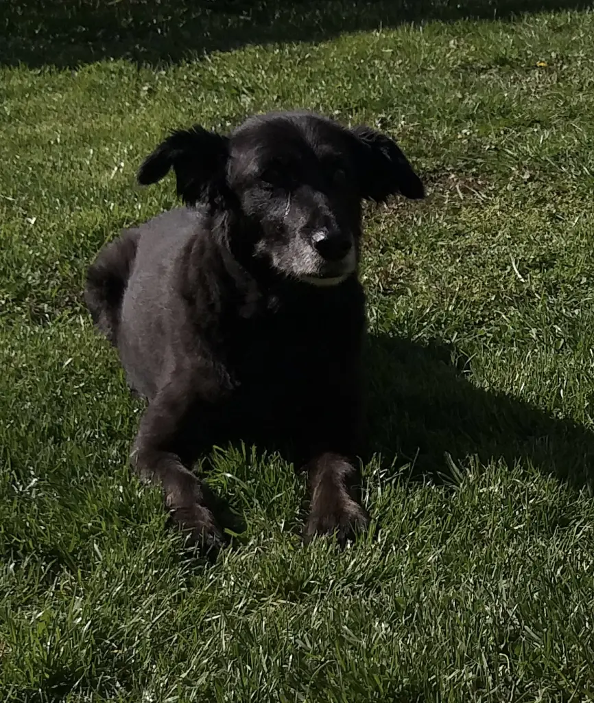 Bild von Chili