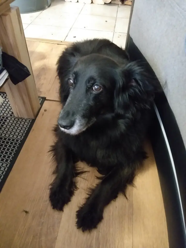 Bild von Chili
