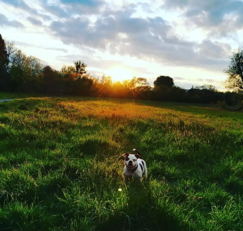 Bild von Harley