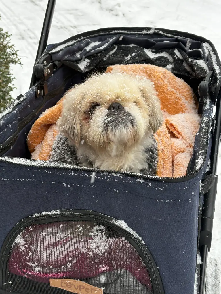 Bild von Benny