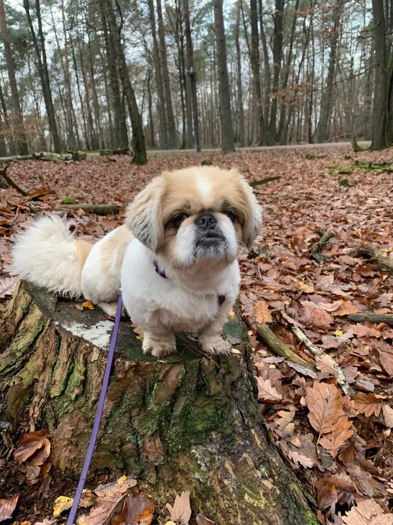 Bild von Benny