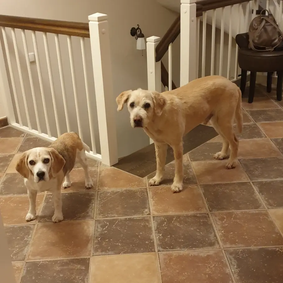 Image from Felix