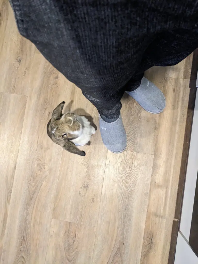 Image from Felix