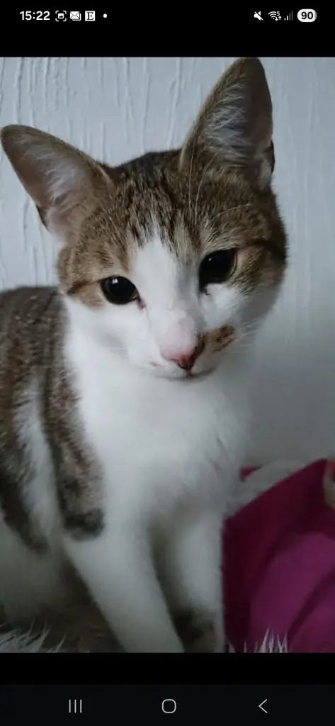 Bild von Nino