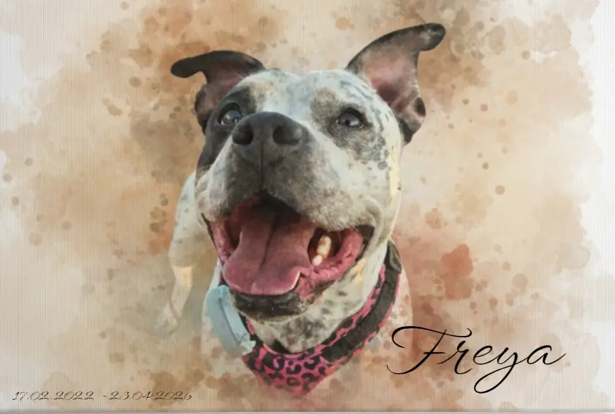 Bild von Freya