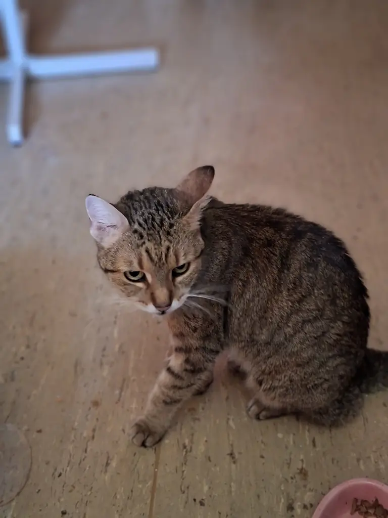 Bild von Pippa