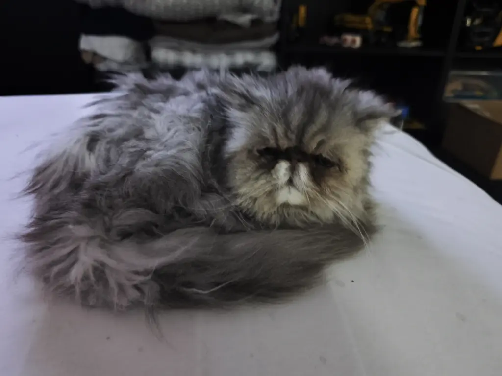 Bild von Nala