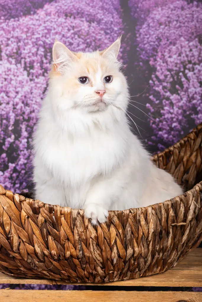Condolence image of Finchen