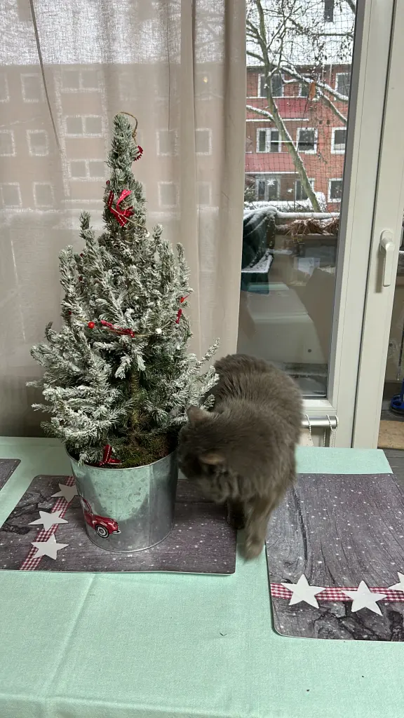 Condolence image of Finchen mit Silke