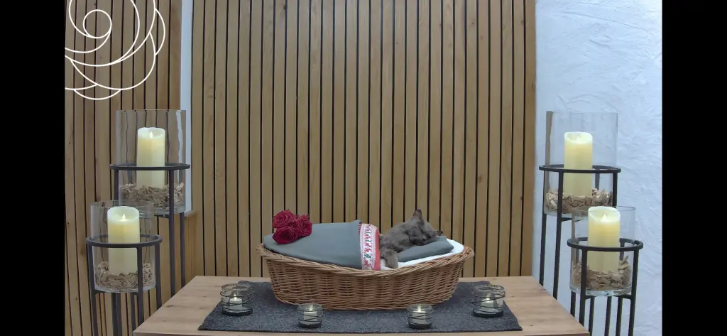 Condolence image of Silke Mit Finchen in Gedanken an Jane