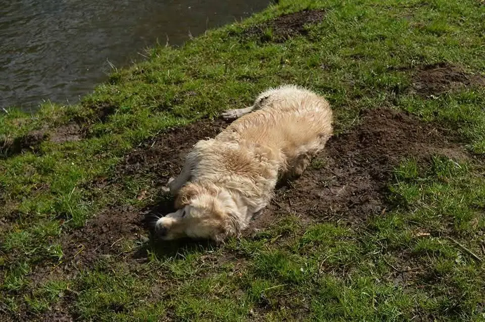 Bild von Milow