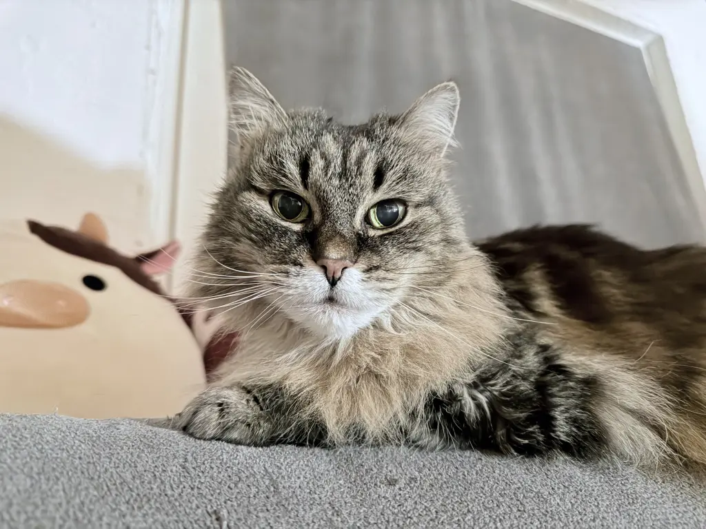 Bild von Tiffy
