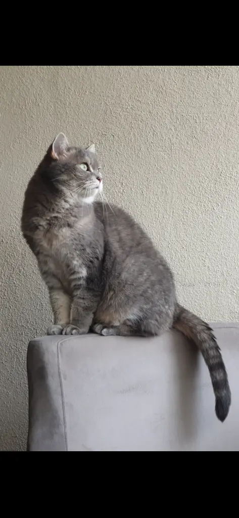 Bild von Alice