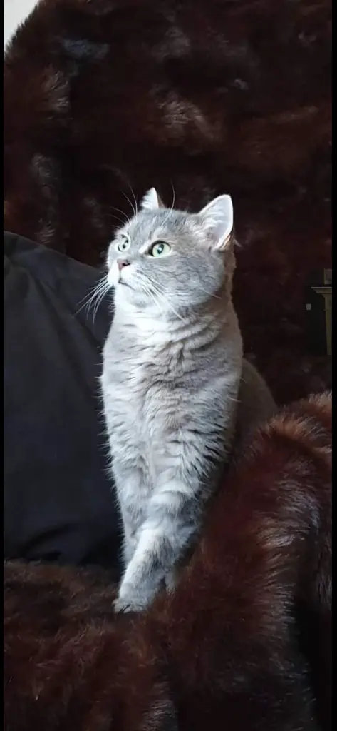 Bild von Alice