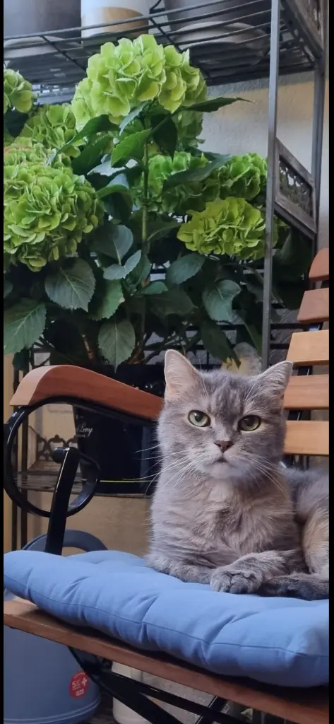 Bild von Alice