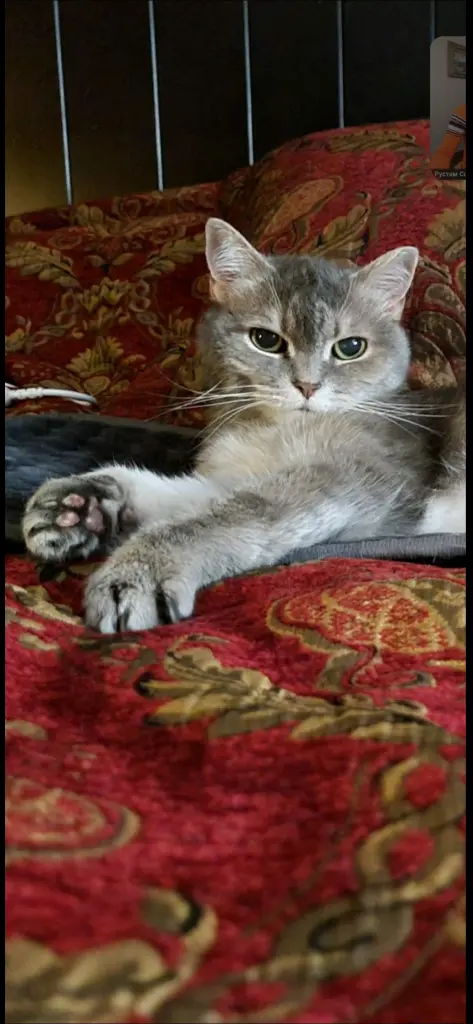 Bild von Alice