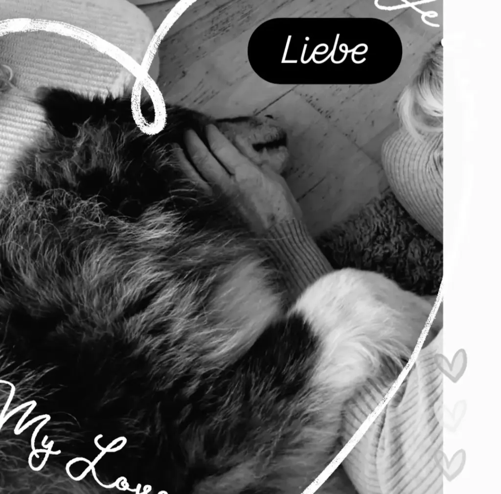 Bild von Muffin