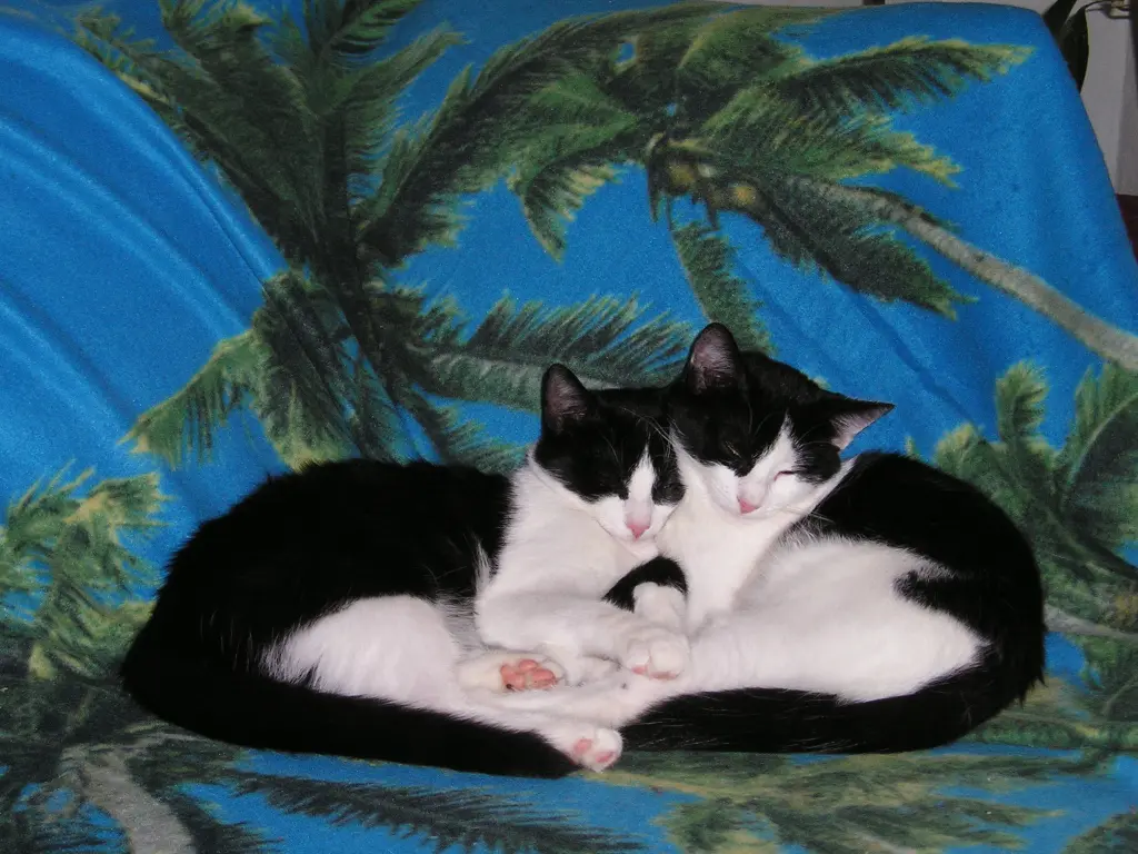 Image from Pauline