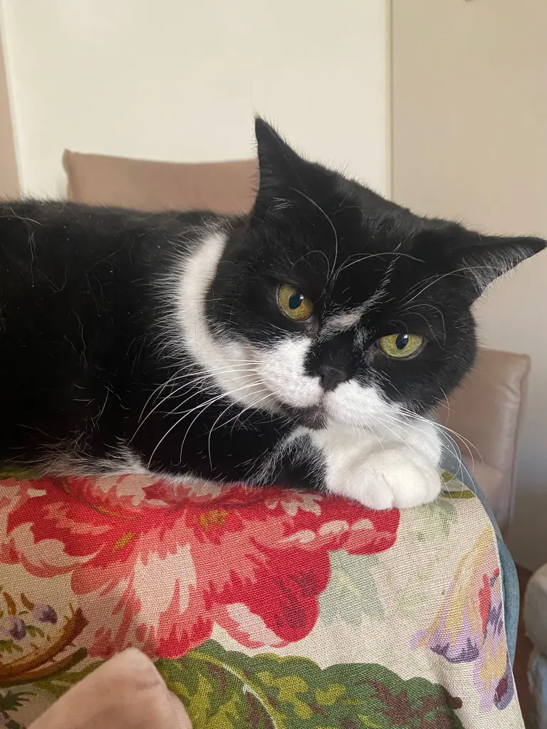 Condolence image of Coco