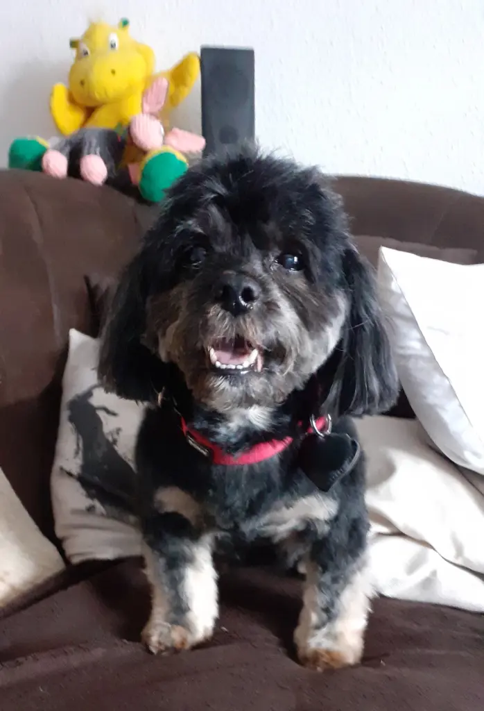 Bild von Benny