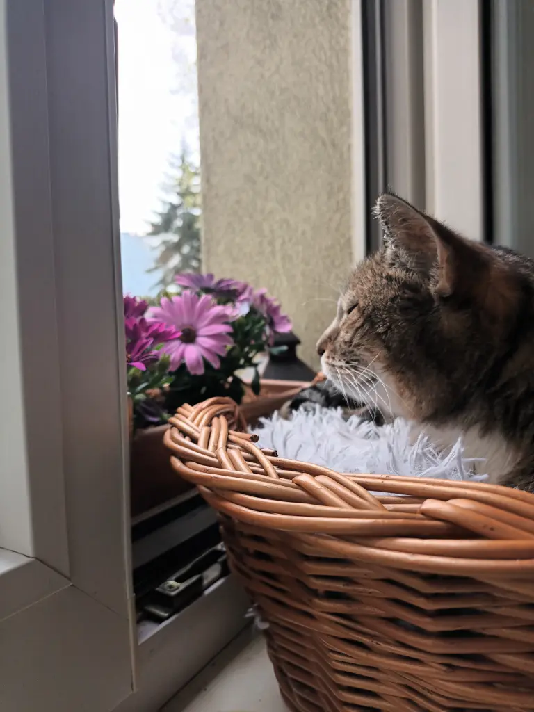 Bild von Ginger Lotti