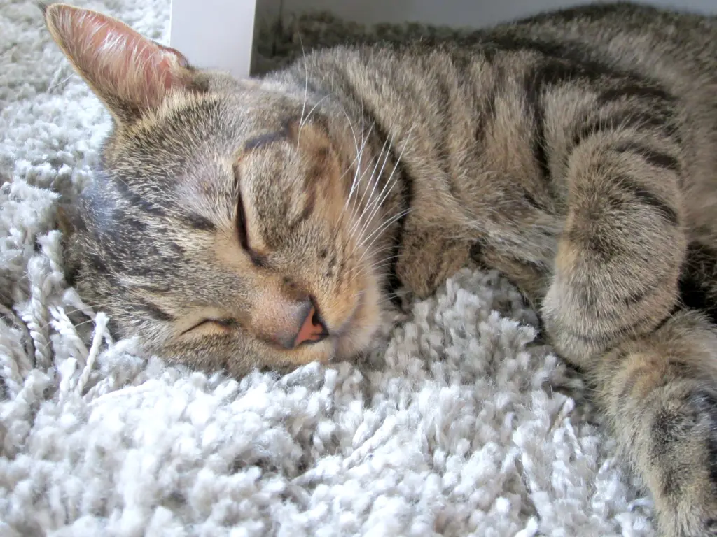 Bild von Vito